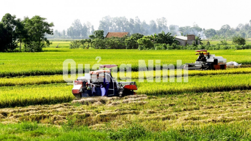 Máy gặt đập liên hợp trên những cánh đồng mẫu lớn của phường Phong Cốc. Ảnh: Dương Phượng Đại