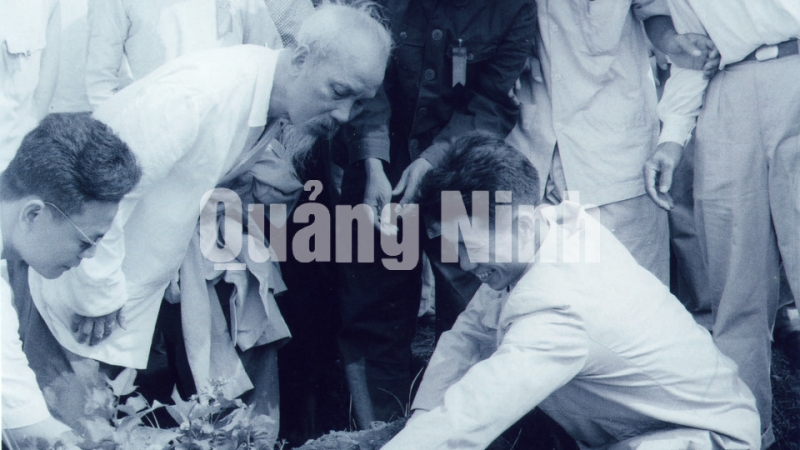 Chủ tịch Hồ Chí Minh đề nghị đồng chí Hoàng Chính, Bí thư Tỉnh ủy Hải Ninh bới xem chất lượng giống khoai lang bà con trồng trên đảo Cô Tô.