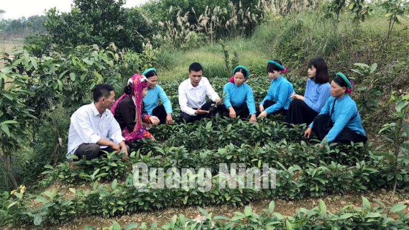 Cán bộ xã Hải Sơn hướng dẫn người dân kỹ thuật trồng cây trà hoa vàng (1-2020). Ảnh: Thái Cảnh