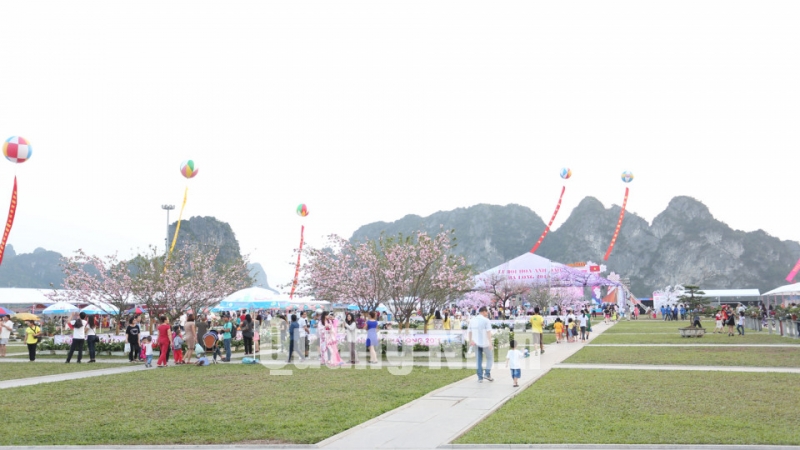 Quang cảnh lễ hội Lễ hội hoa Anh đào - Mai vàng Yên Tử, Hạ Long 2013