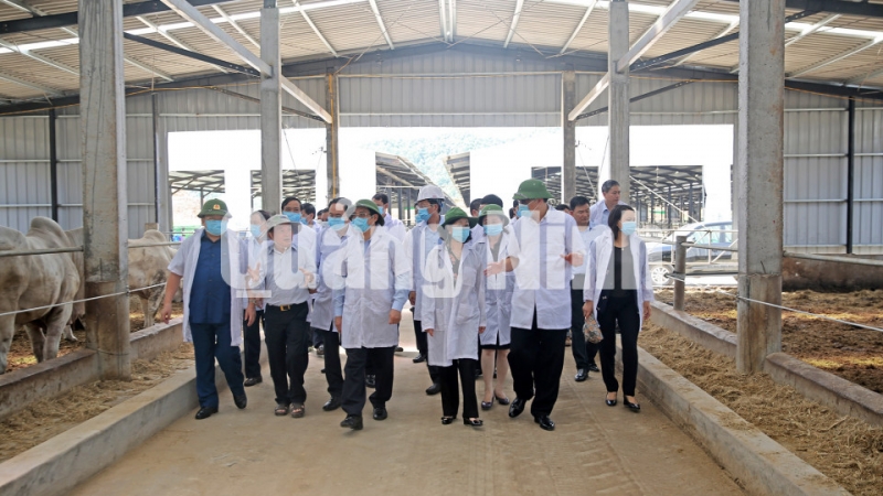 Đoàn công tác tới thăm trại chăn nuôi bò thịt của Công ty TNHH Phú Lâm (TP Móng Cái). (8-2018). Ảnh: Hùng Sơn