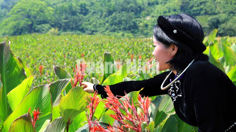 Cô gái Tày (huyện Bình Liêu) bên cánh đồng dong (12-2015). Ảnh: Khánh Giang