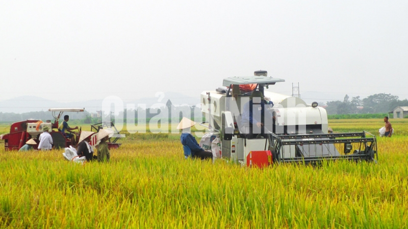 Nông dân thu hoạch lúa bằng máy gặt hiện đại trên cánh đồng thôn Tân Thành, xã Tân Việt (10-2018). Ảnh: Dương Trường