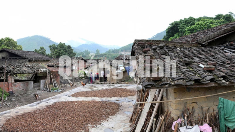Người dân huyện Bình Liêu phơi hồi. Ảnh: Khánh Giang