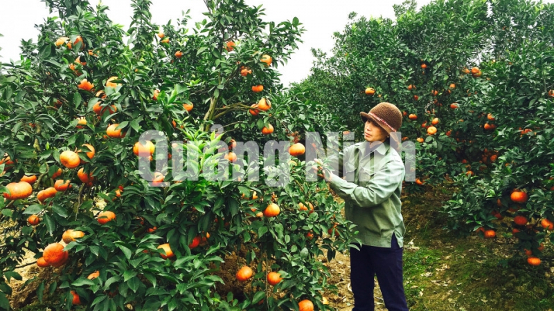 Mô hình trồng cây cam Đường Canh mang lại hiệu quả kinh tế cao cho nông dân xã Việt Dân (1-2017). Ảnh: Minh Thu