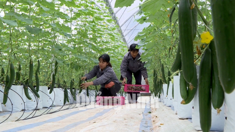 Ứng dụng công nghệ cao trong sản xuất nông nghiệp tại thôn Tân Thanh (xã Quảng Tân, huyện Đầm Hà) (2-2020). Ảnh: Hằng Ngần