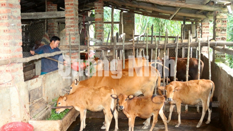 Mô hình nuôi bò sinh sản của gia đình anh Chìu Mằn Hỷ, thôn Nà Choòng, xã Hoành Mô, Bình Liêu. Ảnh: Hoàng Gái (CTV)