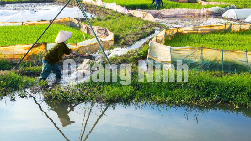Tát nước gầu sòng (xã Hà An, TX Quảng Yên). Ảnh: Nguyễn Long Giang (ctv)