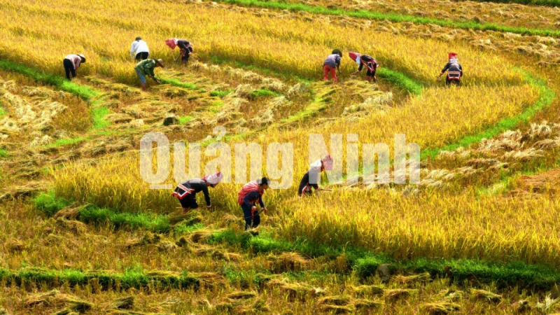 Mùa gặt Bình Liêu (11-2018). Ảnh: Nguyễn Khắc Đạm