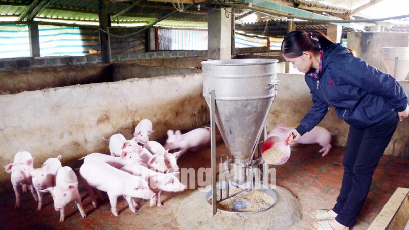 Mô hình chăn nuôi lợn của gia đình chị Lâm Thị Hợi, thôn Đồng Lóng, xã Thanh Lâm. Ảnh: Thu Trang