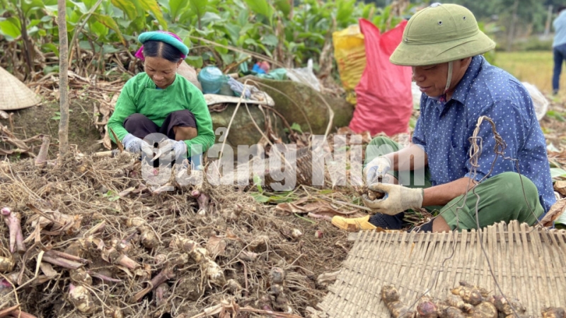 Người dân xã Húc Động (huyện Bình Liêu) thu hoạch củ dong riềng (11-2020). Ảnh: Trúc Linh