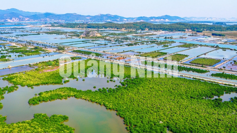 Rừng ngập mặn của xã Hoàng Tân (TX Quảng Yên) (12-2019). Ảnh: Hùng Sơn
