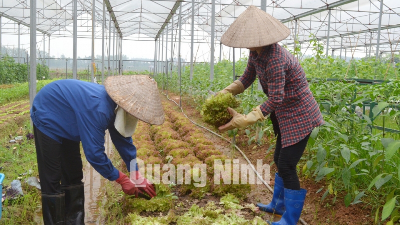 Công nhân thu hoạch rau sạch trong khu trồng rau của Công ty CP Đầu tư Song Hành Quảng Ninh. Ảnh: Cao Quỳnh