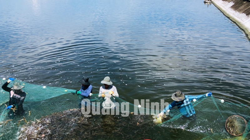 Các hộ nuôi tôm phường Hải Hòa (TP Móng Cái) thu hoạch tôm thẻ chân trắng (8-2019). Ảnh: Hải Hà