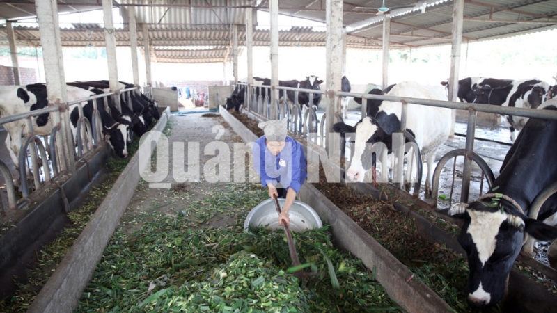 Trang trại nuôi bò của Công ty Cổ phần Sữa An Sinh (3-2017). Ảnh: Khánh Giang