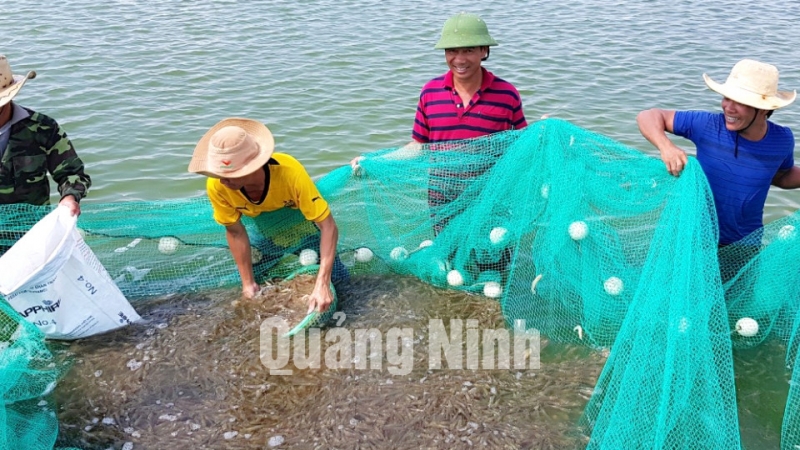 Nuôi tôm nước lợ tại Phường Hải Hòa, TP Móng Cái (3-2019). Ảnh: Hà Chi