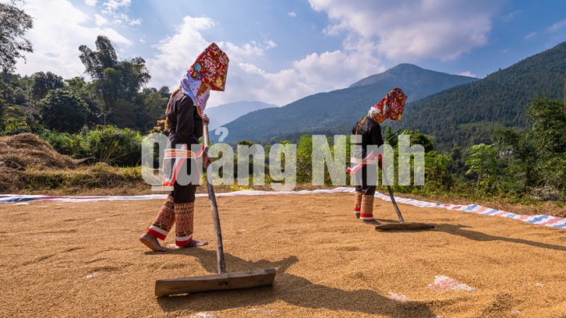 Phơi lúa (8-2019). Ảnh: Nguyễn Thành Chung