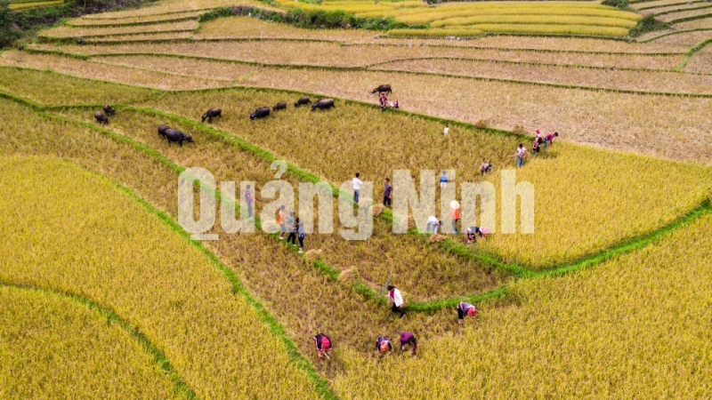 Dân cư địa phương bắt đầu mùa thu hoạch “vàng” (8-2019). Ảnh: Nguyễn Thành Chung