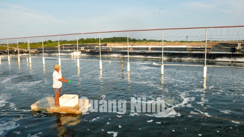 Nuôi tôm theo quy trình VietGAP tại các cơ sở nuôi tôm của các hộ gia đình phường Hải Hòa (1-2019). Ảnh: Thái Cảnh
