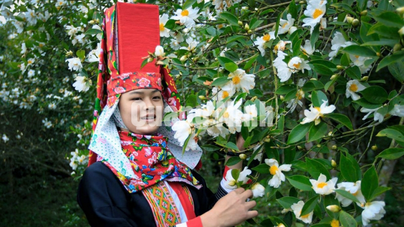 Thiếu nữ Dao Thanh Phán ở xã Đồng Tâm, huyện Bình Liêu, trong mùa hoa sở (1-2018). Ảnh: Cấn Đình Loan (CTV)