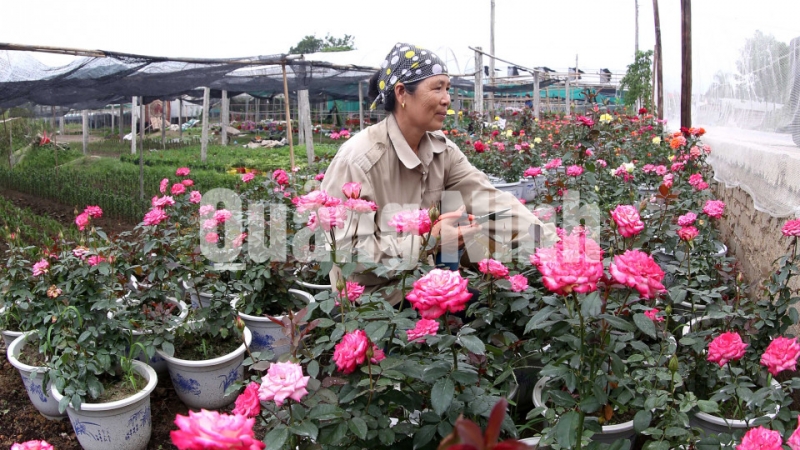 Trồng hoa hồng tại làng hoa Đồng Chè, phường Hoành Bồ (11-2018). Ảnh: Khánh Giang