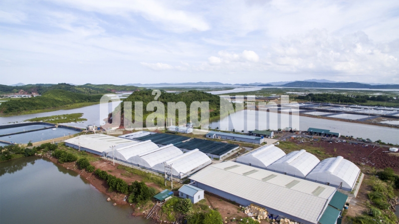 Trung tâm Sản xuất giống công nghệ cao và Nuôi trồng thực nghiệm giống hải sản Quảng Ninh tại xã Đại Bình (8-2016). Ảnh: Đỗ Giang
