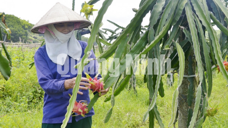 Vườn thanh long của bà Tằng Thị Lý, thôn Vườn Rậm, xã Sơn Dương (7-2018). Ảnh: Phương Thúy