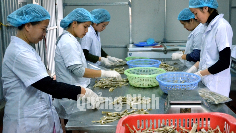 Cán bộ kỹ thuật Công ty TNHH Thương mại và Thuỷ sản Quảng Ninh đóng gói sản phẩm cá đục khô (3-2018). Ảnh: Tạ Quân