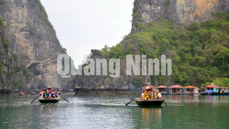 HTX Vạn Chài cung cấp dịch vụ chèo thuyền nan cho du khách tham quan làng chài Vung Viêng trên Vịnh Hạ Long (4-2017). Ảnh: Nguyễn Hoa