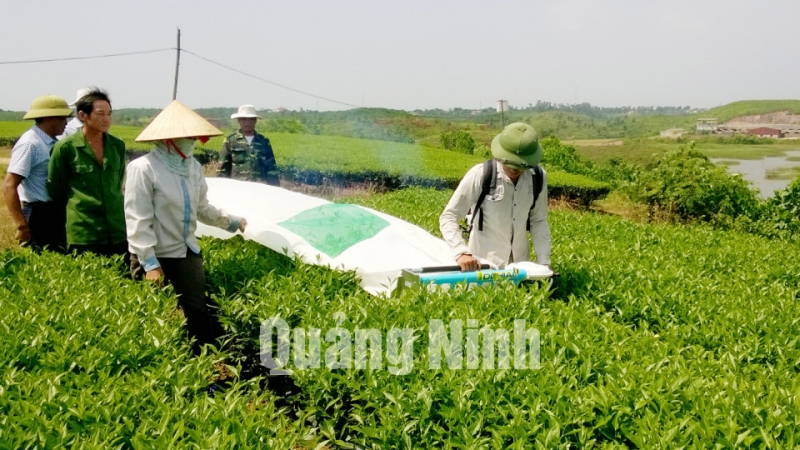 Người dân Quảng Thành thu hoạch chè bằng máy. Ảnh: Phương Thúy