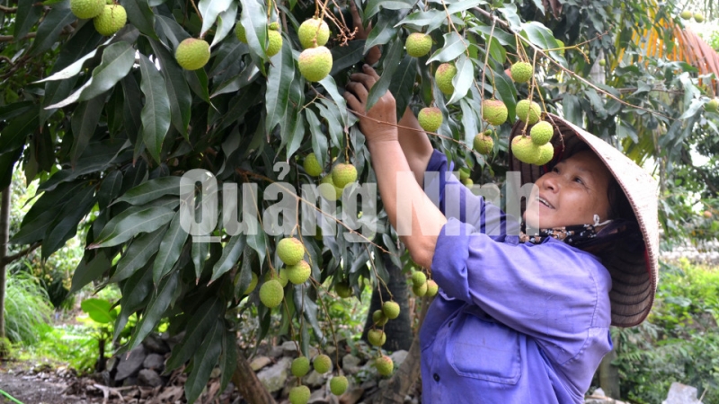 Người dân phường Phương Nam trồng cây vải chín sớm (5-2018). Ảnh: Việt Hoa