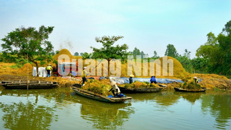 Ngày mùa ở Hà Nam (10-2016). Ảnh: Nguyễn Khắc Đạm