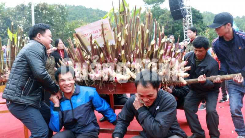 Người dân tham gia thi Cụm dong riềng để tôn vinh sản phẩm - cây trồng chủ lực của địa phương (12-2018). Ảnh: La Lành (Trung tâm TT-VH Bình Liêu)