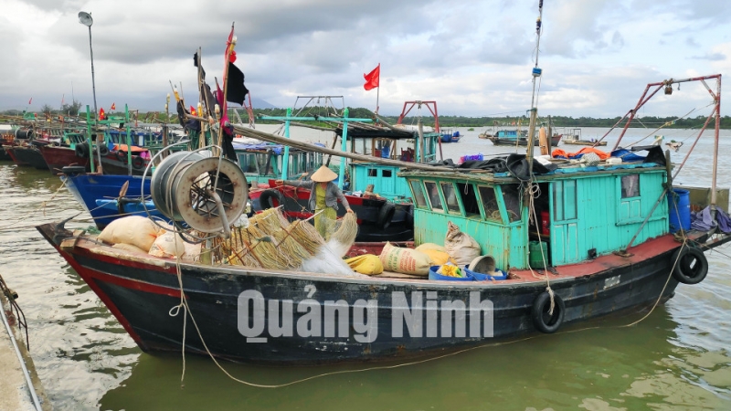 Tàu thuyền đánh cá của ngư dân neo đậu tại cảng Đầm Buôn, xã Đầm Hà, huyện Đầm Hà (7-2019). Ảnh: Hoàng Giang