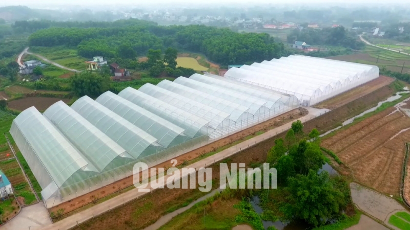 Mô hình nông nghiệp ứng dụng công nghệ cao tại thôn Tân Thanh (xã Quảng Tân, huyện Đầm Hà) (2-2020). Ảnh: Hằng Ngần