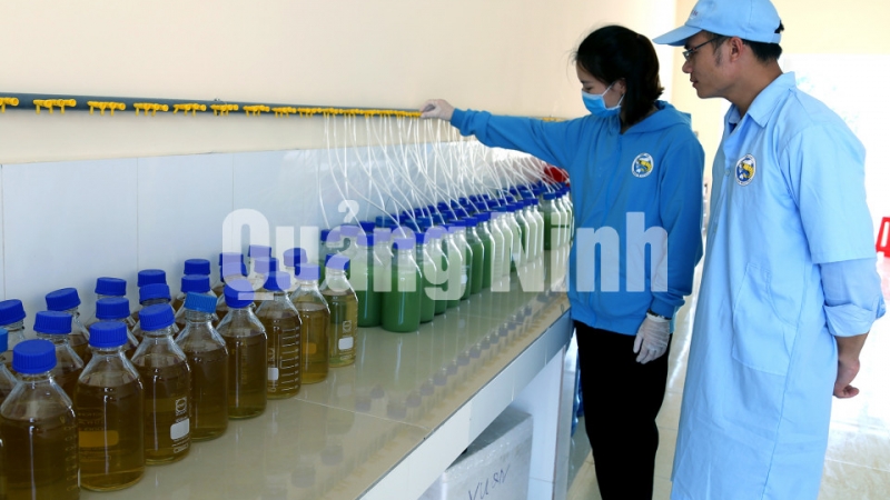 Công đoạn vi sinh làm sạch nước bổ sung vi khuẩn vào đường ruột cho tôm (5-2019). Ảnh: Thái Cảnh