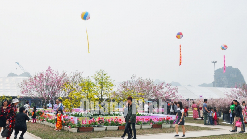 Lễ hội hoa Anh đào - Mai vàng Yên Tử, Hạ Long 2016 thu hút rất đông nhân dân, du khách đến tham quan. Ảnh: Hoàng Quý