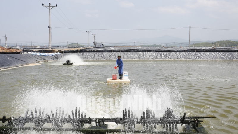 Đầm nuôi tôm theo hình thức công nghiệp của Tập đoàn BIM tại xã Đại Bình, Đầm Hà (7-2015). Ảnh: Hồng Nhung