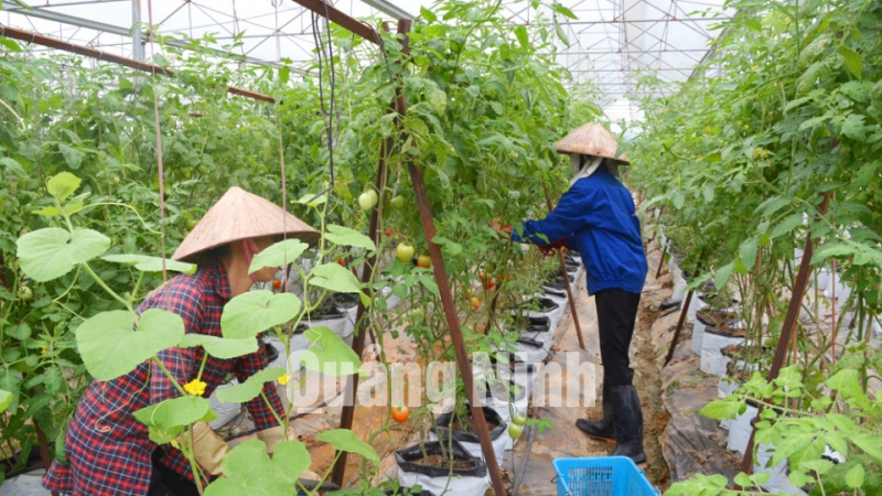 Nhân viên Công ty CP Đầu tư Song Hành Quảng Ninh chăm sóc cây cà chua. Ảnh: Cao Quỳnh