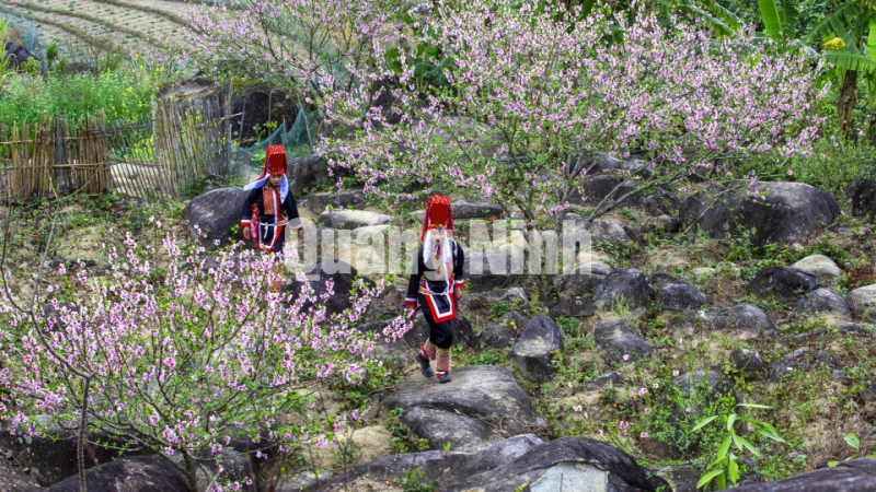 Thiếu nữ dân tộc Dao Thanh Phán (Bình Liêu) giữa rừng hoa đào (3-2021). Ảnh: Dương Phương Đại