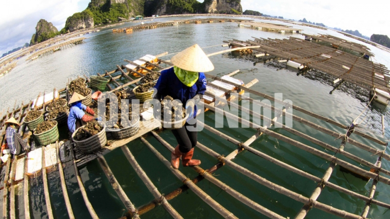 Ngư dân thu hoạch hàu trên Vịnh Bái Tử Long (6-2017). Ảnh: Dương Phượng Đại