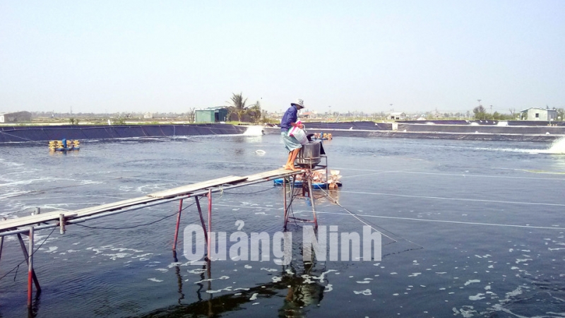 Nông dân xã Vạn Ninh nuôi tôm theo hình thức công nghiệp (10-2014). Ảnh: Hữu Việt
