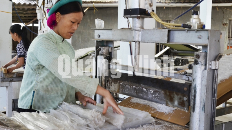 Sản xuất miến dong của HTX Phát triển Đình Trung tại thôn Nà Ếch, xã Húc Động. Ảnh: Phương Thúy