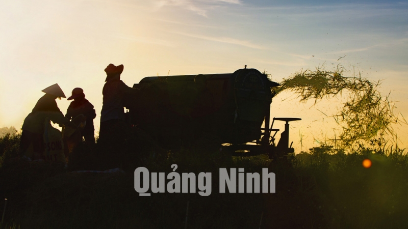 Tranh thủ ngày nắng. Ảnh: Nguyễn Long Giang