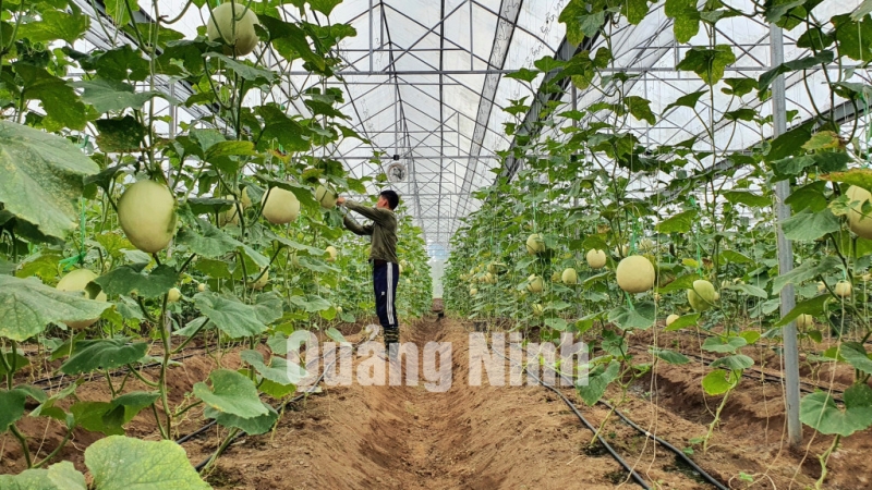 Mô hình trồng dưa lê Bạch Ngọc trong nhà màng của người dân thôn 1, xã Quảng Chính, Hải Hà (7-2021). Ảnh: Minh Đức