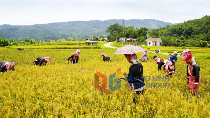 Mùa gặt ở Phai Lầu, xã Đồng Văn, huyện Bình Liêu (12-2015). Ảnh: Khánh Giang 