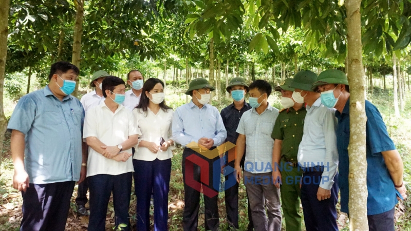 Bí thư Tỉnh ủy Nguyễn Xuân Ký kiểm tra rừng cây dổi tại Công ty Cổ phần Phát triển rừng bền vững (huyện Ba Chẽ) (9-2021). Ảnh: Thu Chung