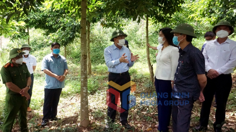 Bí thư Tỉnh ủy Nguyễn Xuân Ký đánh giá cao mô hình trồng cây dổi bản địa kết hợp với cây dược liệu (9-2021). Ảnh: Thu Chung