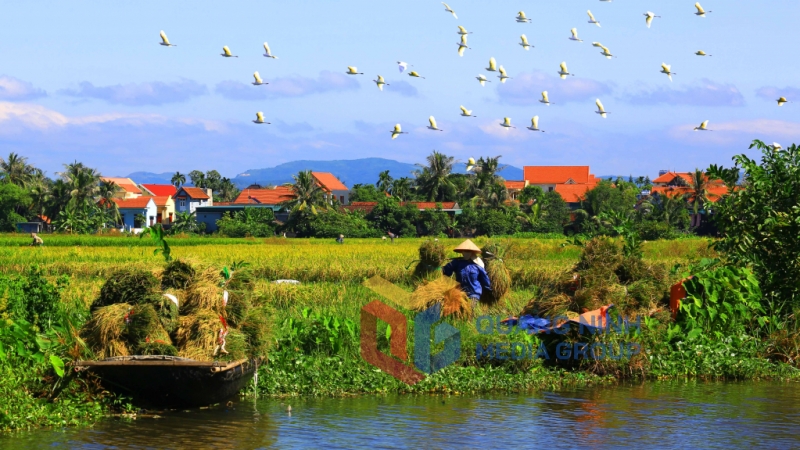 Hình ảnh ngày mùa yên bình làng quê Hà Nam (11-2021). Ảnh: Vũ Bích Cương