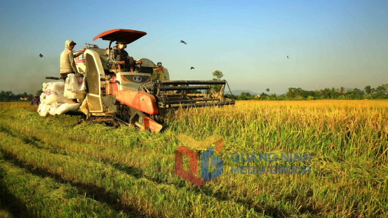Máy gặt trên các cánh đồng Hà Nam (11-2021). Ảnh Vũ Bích Cương